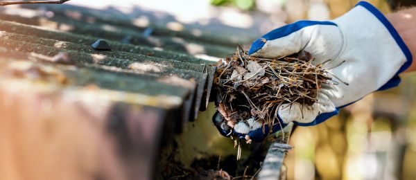 Pine Needle Gutter Cleaning in Lewisville